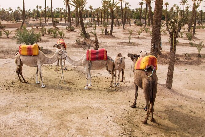Sunset Camel Ride Tour in Marrakech Palm Grove - Key Points