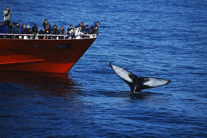 The Original Classic Whale Watching From Reykjavik - Just The Basics