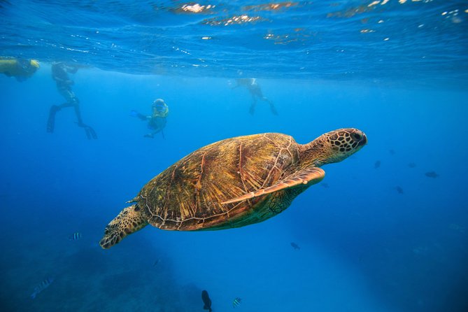 Turtle Canyons Snorkel Excursion From Waikiki, Hawaii - Just The Basics