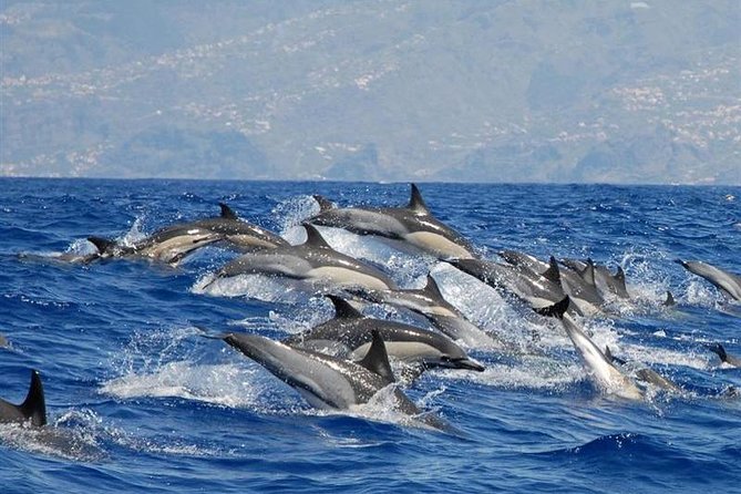 Whale and Dolphin Watching in Calheta, Madeira Island - Just The Basics
