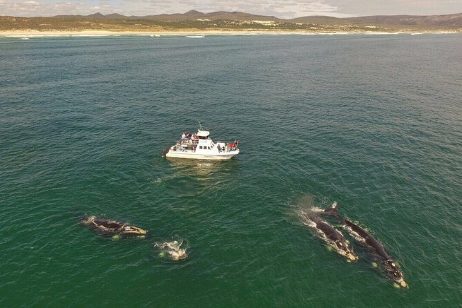 Whale Watching From Gansbaai - Overview of the Excursion