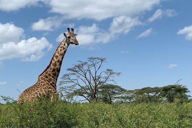 04-days-tarangire-serengeti-and-ngorongoro-crater-group-camping-overview-of-the-tour