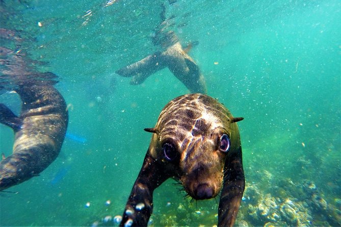 1.5-Hour Seal Viewing Boat Tour in Plettenberg Bay