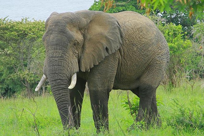 1 Day Akagera Wildlife Safari ( 2 Pax Min) - Overview of the Excursion