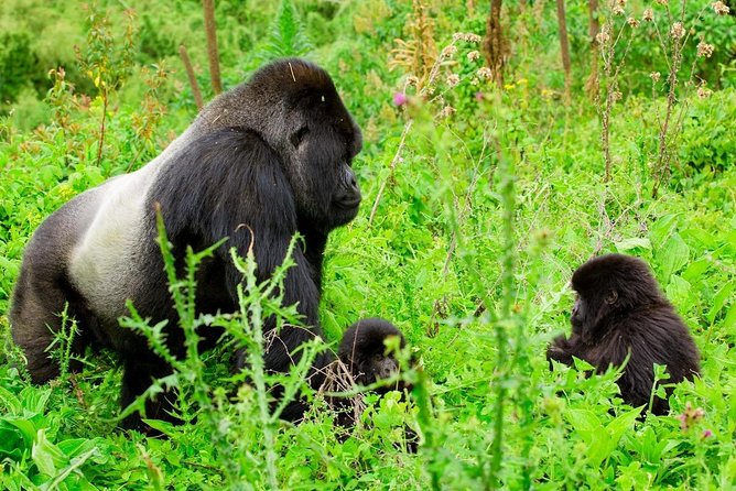 1 Day Gorilla Trekking Safari Tour - Tour Overview