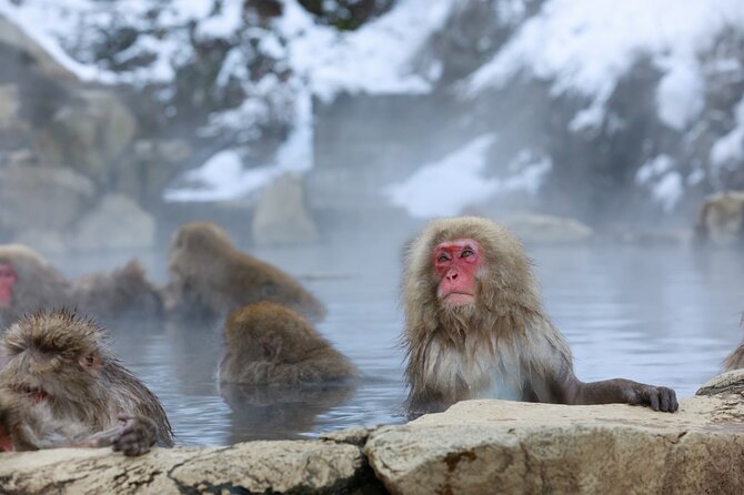 1-Day Private Snow Monkey ZenkoJi Temple & SakeTasting NaganoTour - Transportation and Inclusion