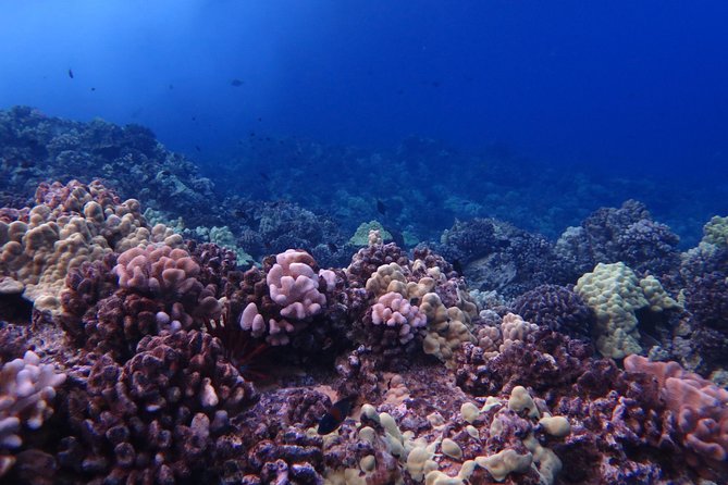 1-tank-shore-dive-at-sea-turtle-cove-meeting-point-and-check-in-logistics