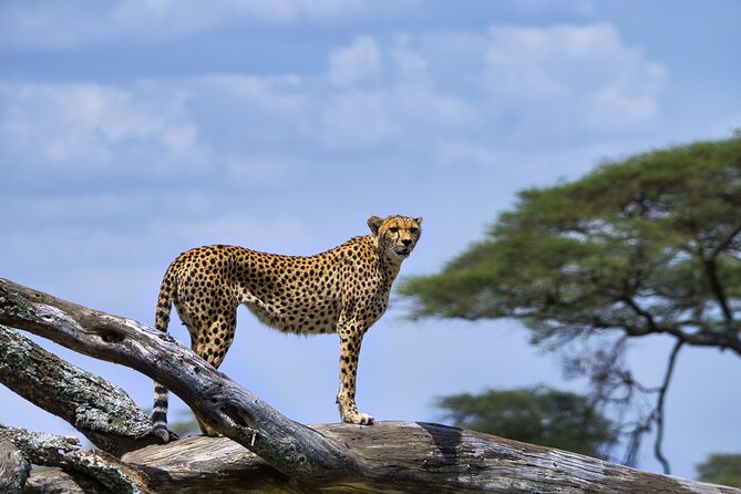12 Days Luxury Tanzania Honeymoon Safari and Zanzibar