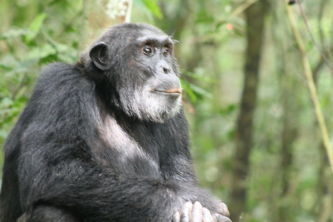 13-day-wildlife-adventure-trip-to-the-pearl-of-africa-discover-ugandas-diverse-wildlife