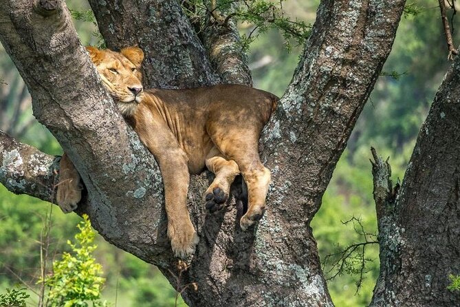 14 Days Uganda Safari Adventure, Gorilla Trekking and WildlifeTour - Included Experiences