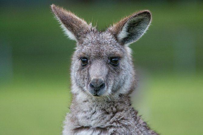 2-Day Melbourne to Adelaide Tour: Great Ocean Road and Grampians One Way Trip