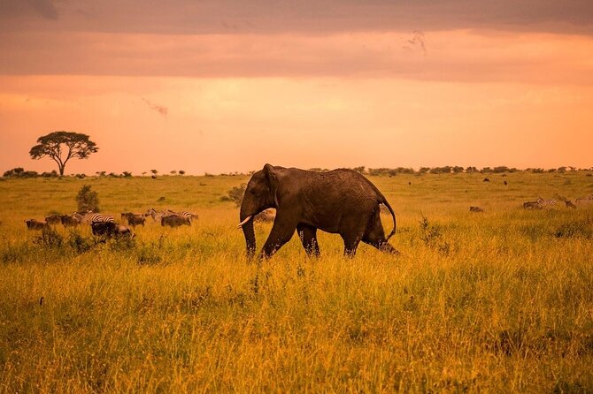 2-Day Private Tour in Masai Mara With Pick up