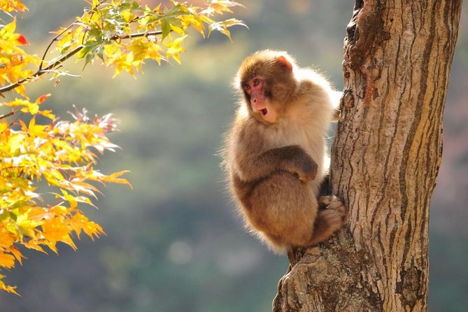 2-Day Snow Monkey Tour: Nagano to Takayama via Matsumoto