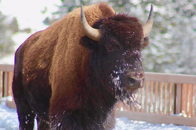 2-Day Yellowstone National Park Upper and Lower Loop Exploration