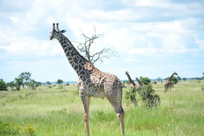 2 Days 1 Night Mikumi National Park From Dar Es Salaam