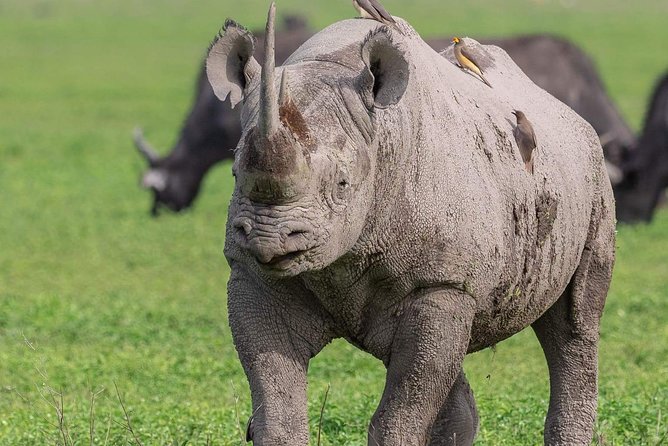 2 Days Joined Group Tarangire and Ngorongoro Crater National Park