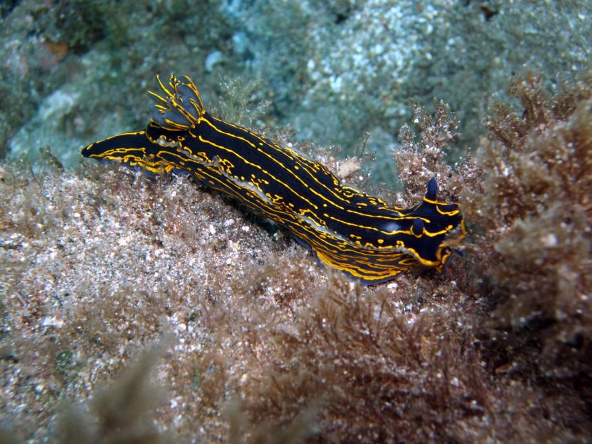 2-Dive Guided Scuba Diving For Qualified Divers - Overview of the Experience