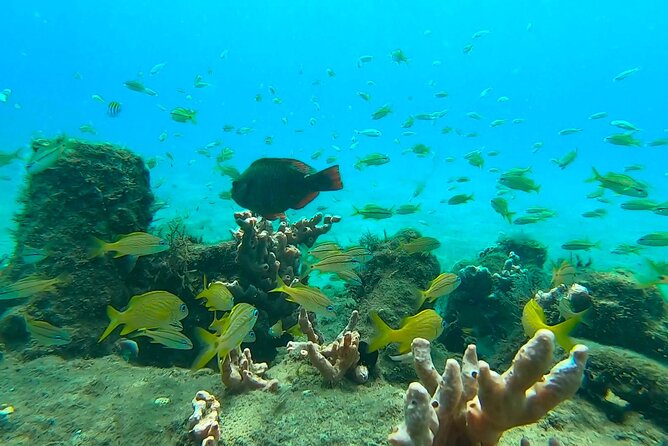 2-hour-guided-snorkel-tour-of-phil-foster-park-blue-heron-bridge-overview-of-the-tour