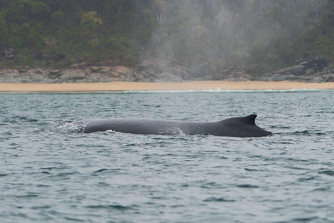2-Hour Guided Whale Watching Tour at Noosa