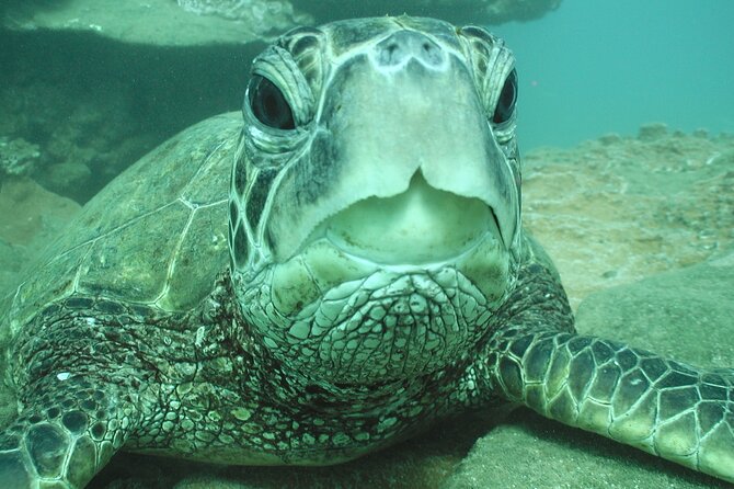 2-hour-snorkeling-adventure-in-kauai-overview-and-inclusions