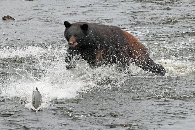 2-hour-wildlife-and-culture-small-van-excursion-overview-and-inclusions