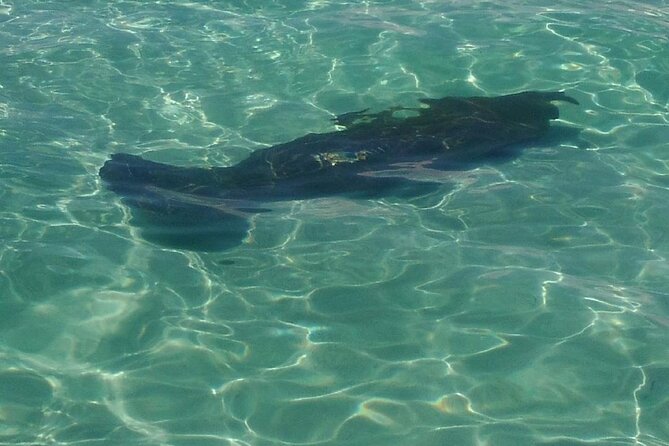 2 Hours Swim With the Dolphins in Panama City - Overview of the Experience