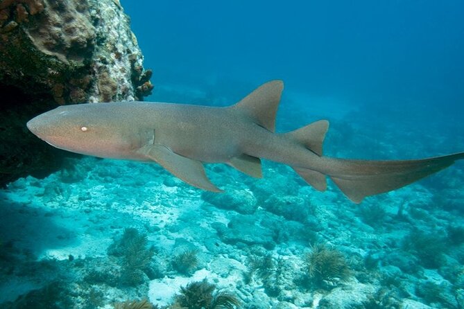 2 Location Snorkel Tour - Gear Included, 65 Minutes per Location