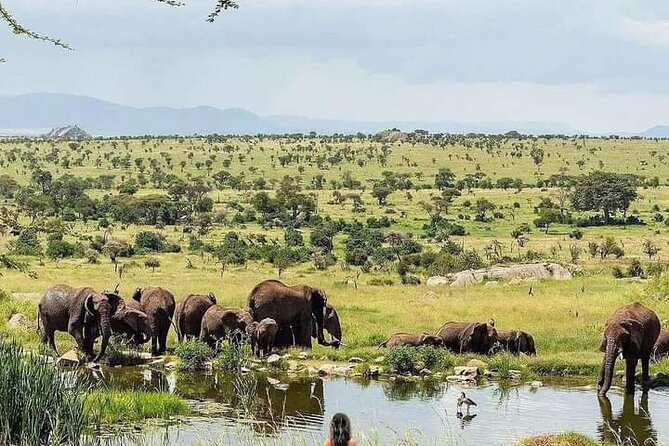 3 Day Essential 4x4 Safari: Manyara, Tarangire & Ngorongoro