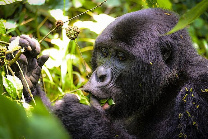 3-Day Gorillas Trekking and Batwa Experience