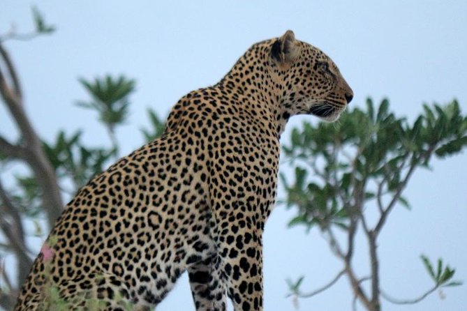 3-day-maasai-mara-guided-safari-from-nairobi-overview-of-the-safari