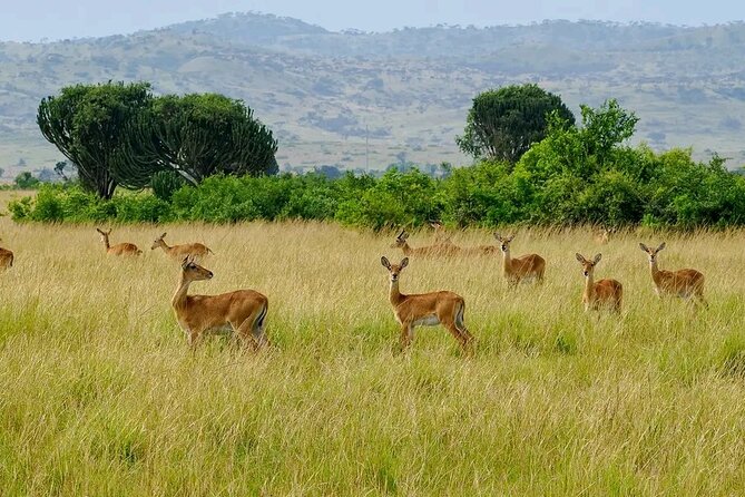 3 Day Murchison Falls and Wildlife Viewing Safari - Inclusions