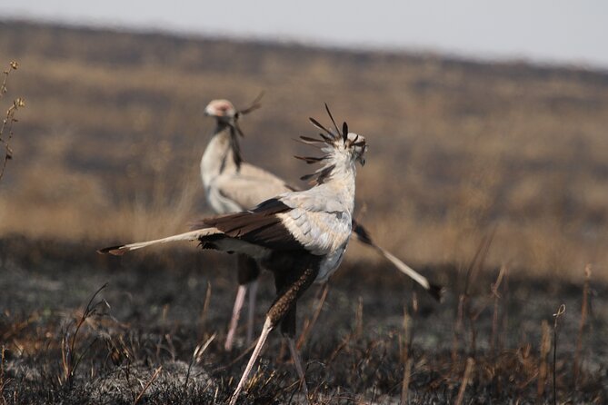 3-Day National Parks Safari From Arusha Including Tarangire