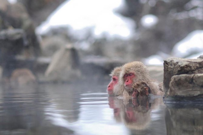 3-Day Private Tokyo and Nagano: Snow Monkeys, Tsukiji Market and Bullet Train - Tour Overview