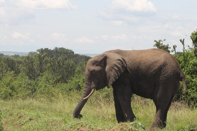 3-day-queen-elizabeth-and-chimpanzees-join-a-group-wildlife-experience