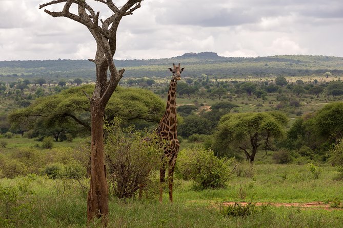 3-Day Tanzania Safari - Tarangire and Ngorongoro Crater