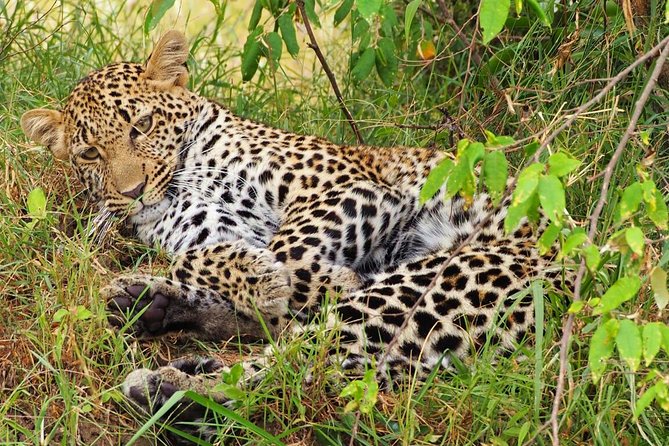 3 Days 2 Nights Budget Group Safari to Maasai Mara National Reserve