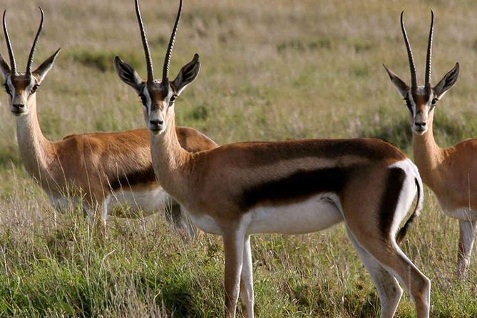 3-days-best-of-maasai-mara-budget-safari-overview-of-the-safari