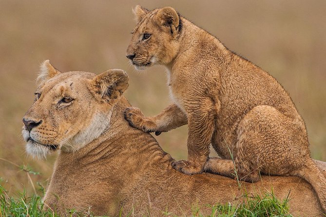 3 Days Maasai Mara Luxury Safari