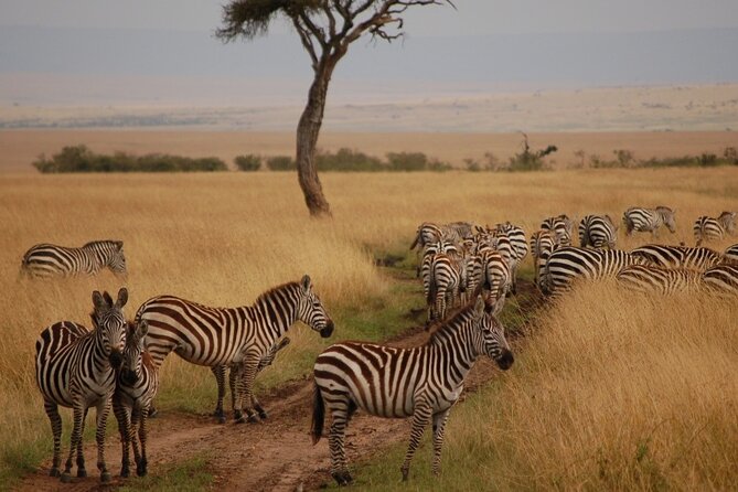 3 Days Mara Jambo Shared Safari Adventure