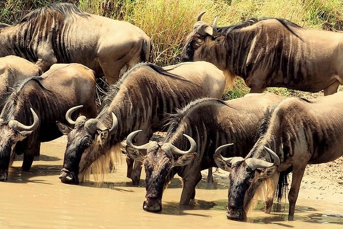 3-days-masai-mara-camping-safari-tour-overview-and-details