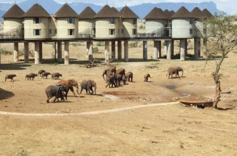 3-days-safari-to-saltlick-lodge-from-nairobi-overview-of-the-safari-package