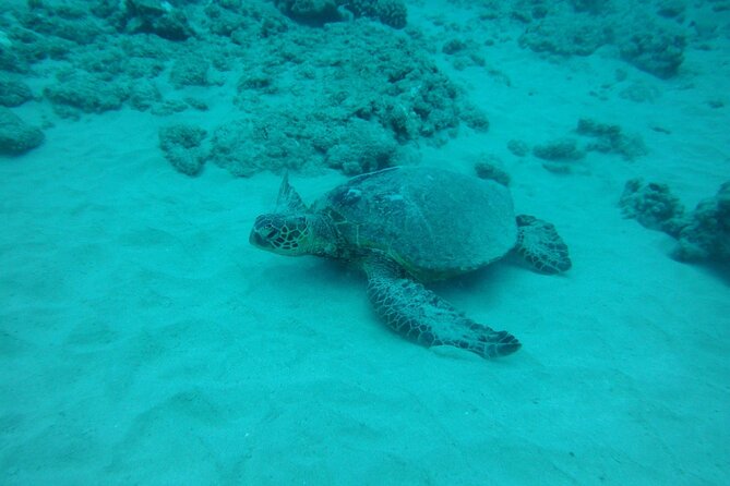3 Hour Maalaea Luxury Snorkel Cruise Tour Exclusive to 6 Guests - Tour Overview and Details