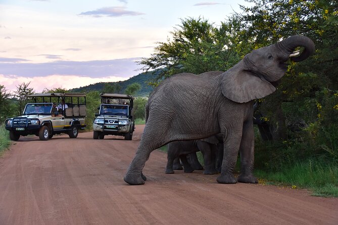 3-hour-private-game-drive-of-pilanesberg-national-park-overview-of-pilanesberg-national-park