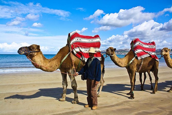 3 Hours Tangier Sightseeing & Camel Trek