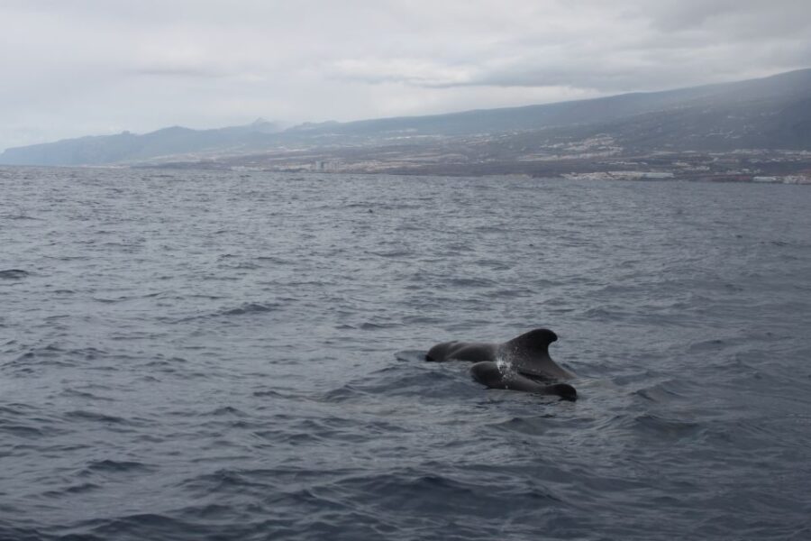 3H Private O Shared Tour to Accessible Boat En Canary Island