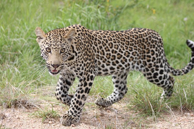 4 Day Kruger National Park Tour