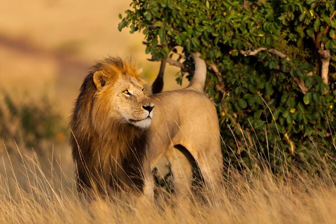 4-Day Maasai Mara and Lake Nakuru Safari From Nairobi - Explore the Maasai Mara