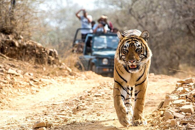 4-Day Private Ranthambhore Tiger Tour Including Delhi, Agra and Jaipur