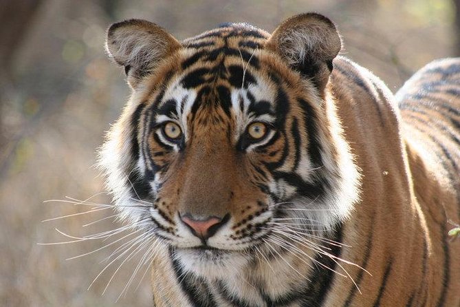 4-Day Ranthambore Tiger Safari Tour to Agra and Jaipur From Delhi