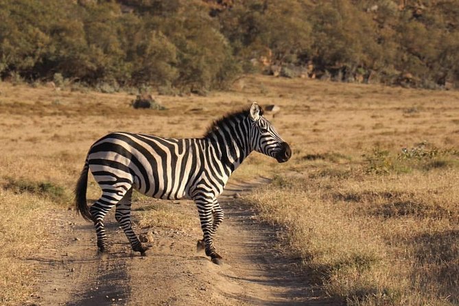 4-Day Small Group Maasai Mara and Lake Nakuru Safari Without Fees